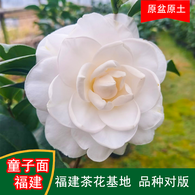 童子面福建版茶花水晶白珍贵茶花品种室内外花卉阳台庭院绿植基地