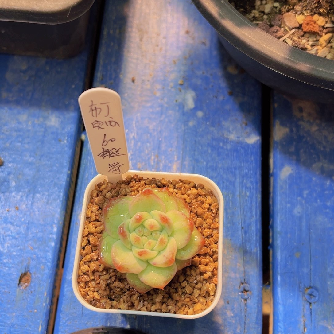 布**寳楼兰，多肉植物，