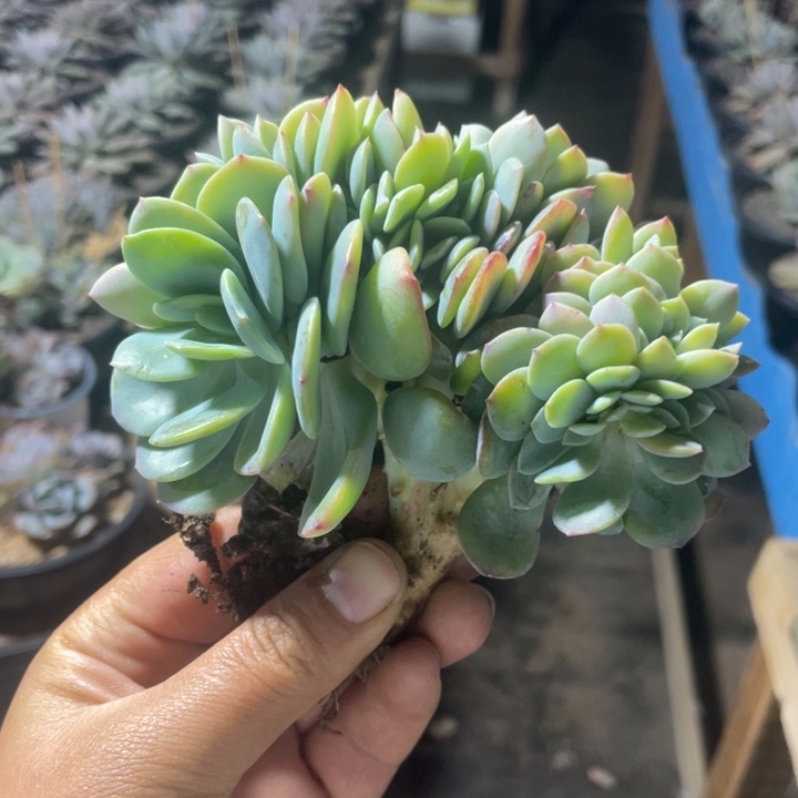 *****白凤缀化啊啊啊啊啊