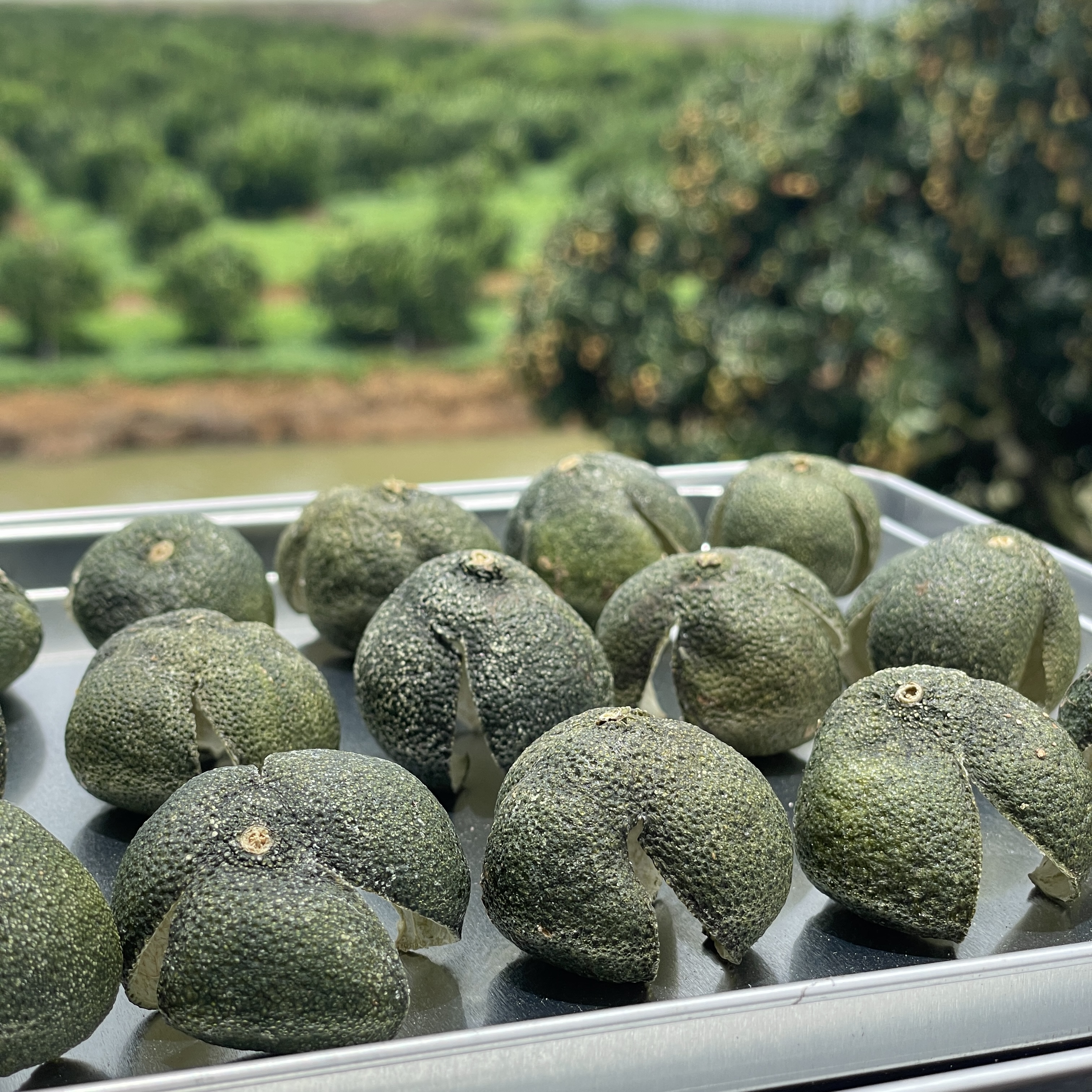 【青草香・三花青】2025年天马——2025年正宗新会陈皮天马原枝三花青