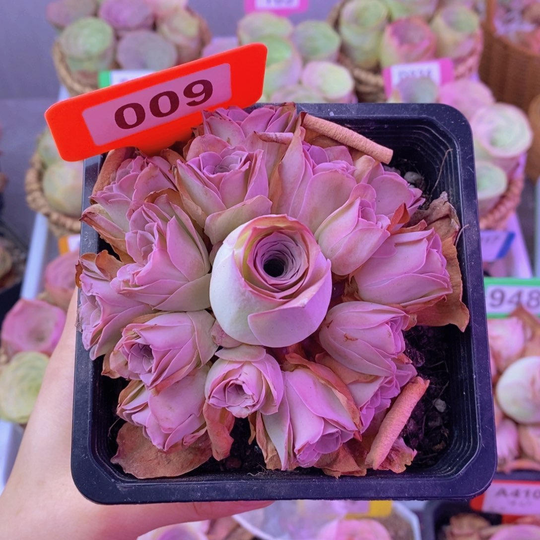 沐*?山地玫瑰一物一拍008