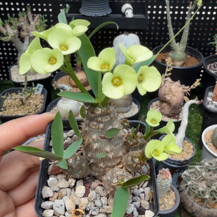 美花念珠3073 (满2 8包邮)