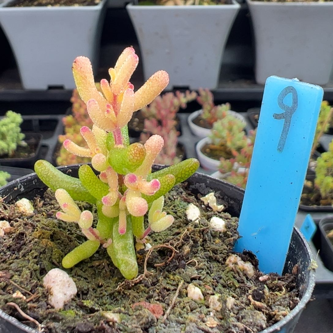 飞机猪9号6厘米盆