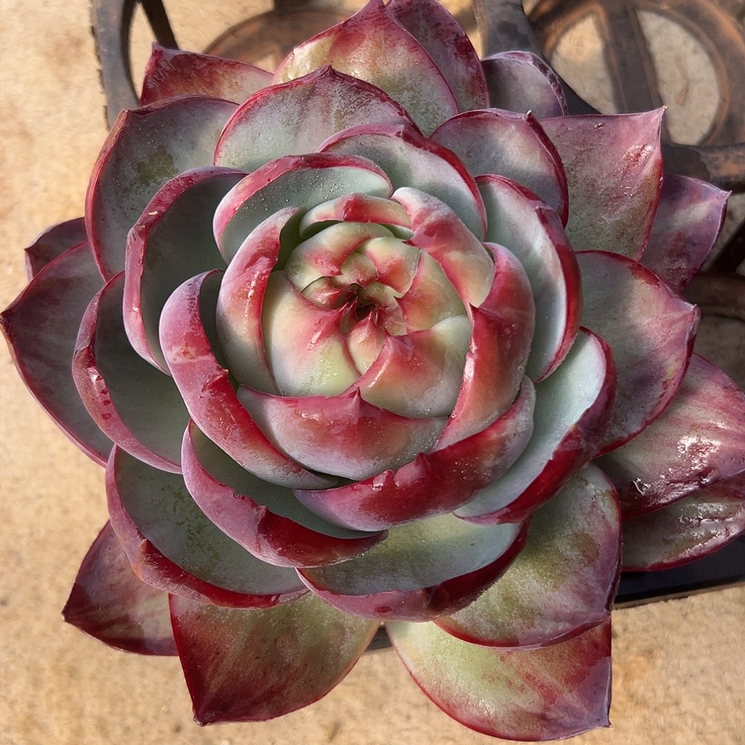 惊鸿仙子一物一拍