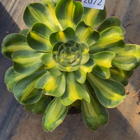 暴君多肉植物2072