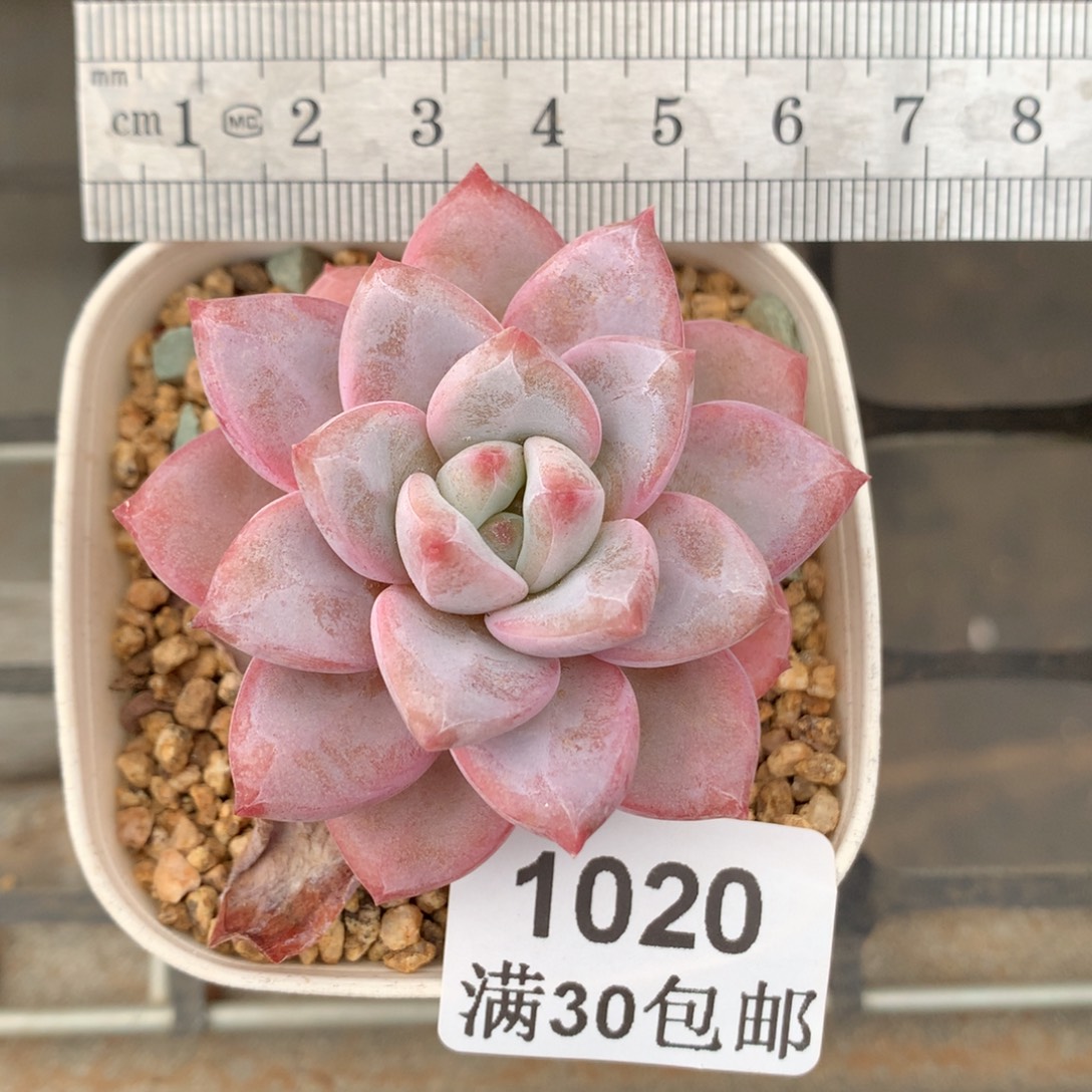 1020星星雪单头老桩冠服5.5