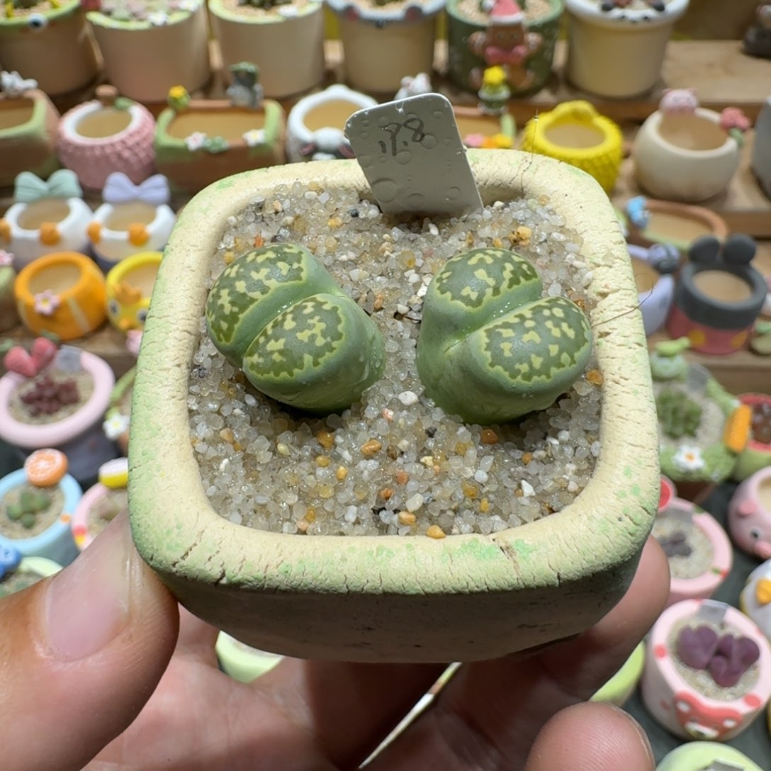 蘑菇1087绿孔雀多肉植物