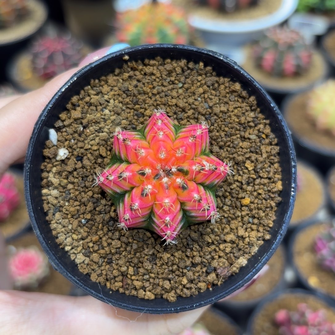 3.5cm桃太郎后代实生微瑕特出