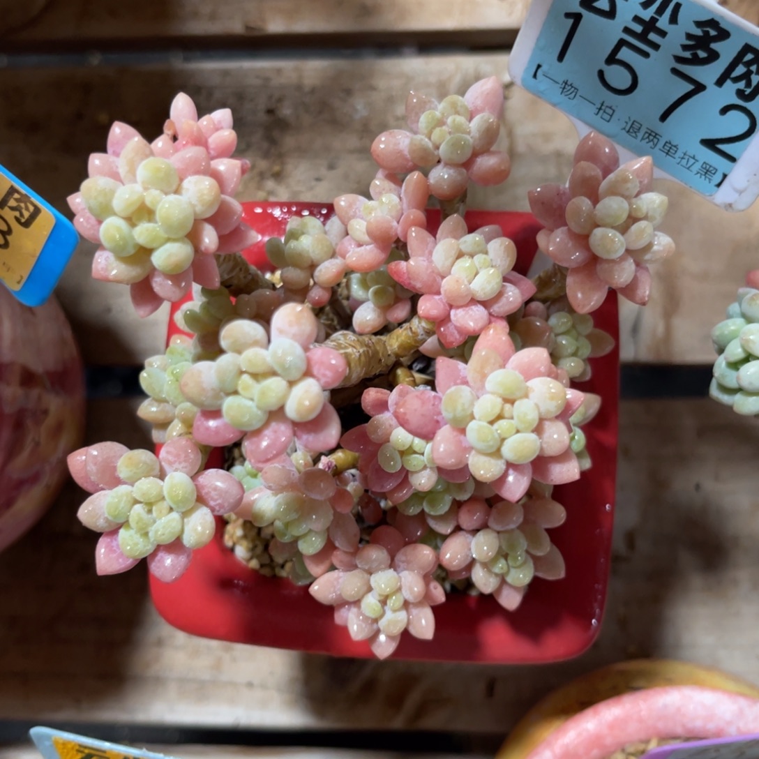 云尘多肉一物一拍不含盆1572