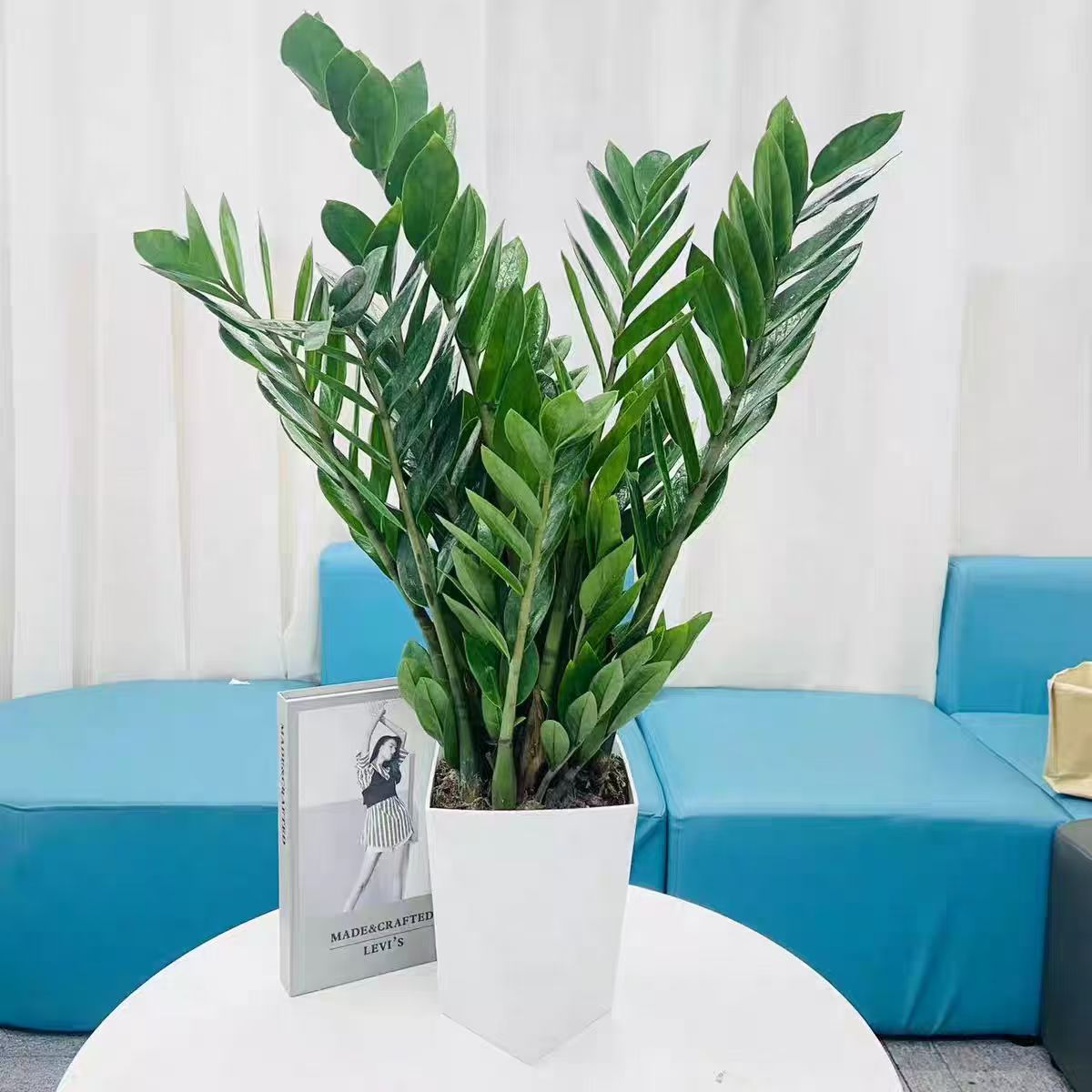 60-70公分金钱树盆栽室内外客厅办公室净化空气四季常青绿植