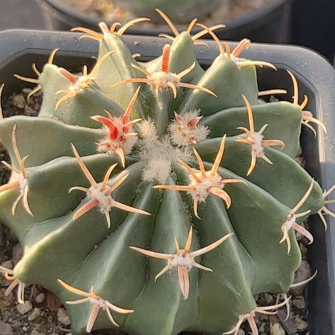 实生 割刺凌波仙人球