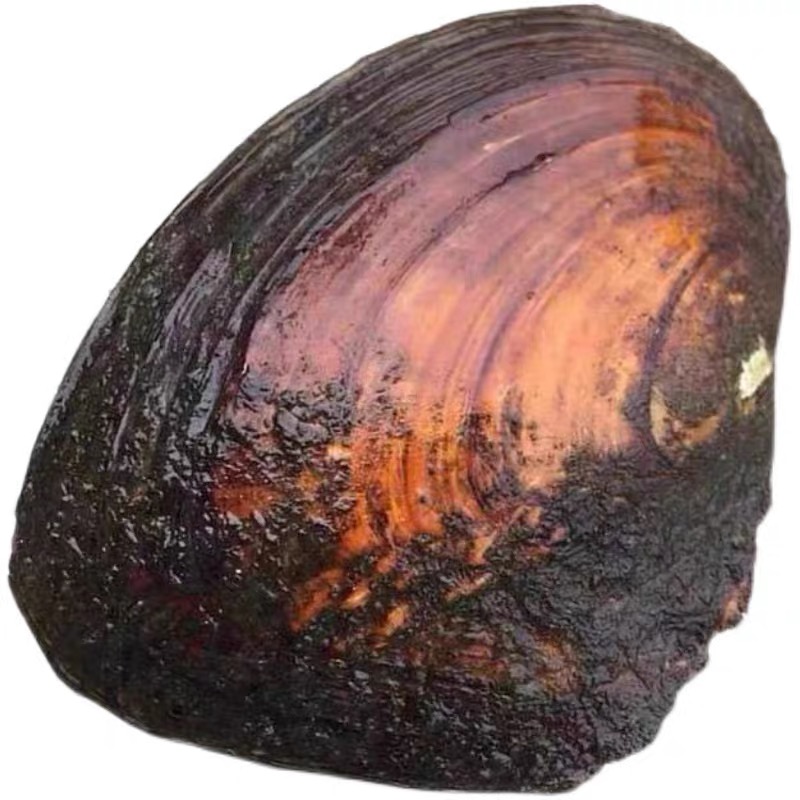 保14mm至臻龙珠【活体开蚌不退不换）可定制DIY定制成品