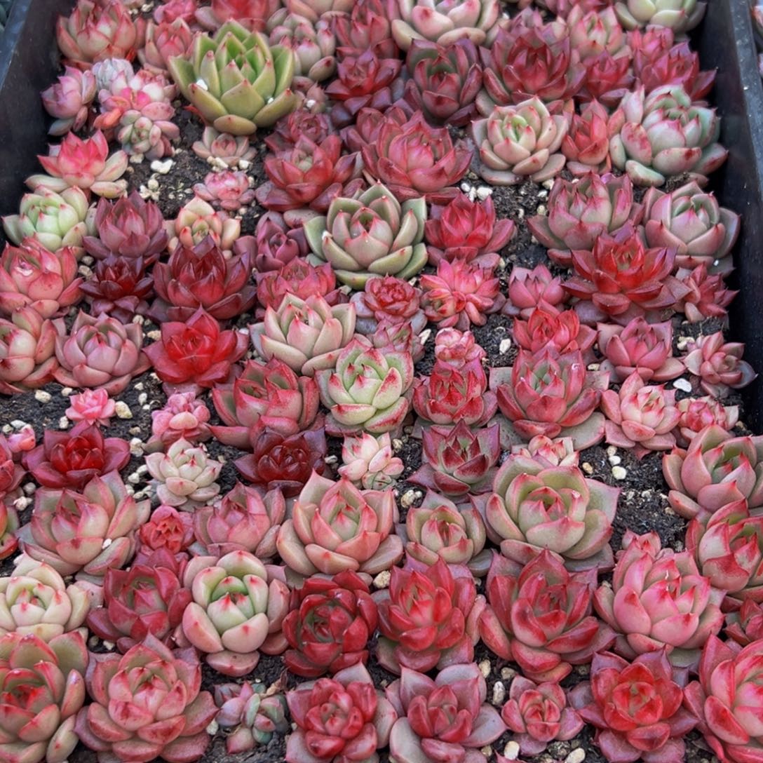 448大热天的一天从