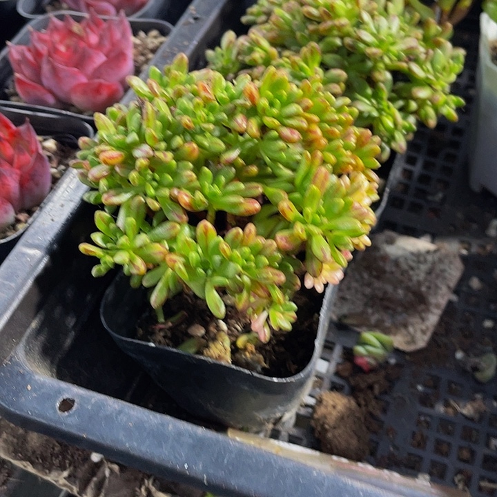 小人姬带盆土发货