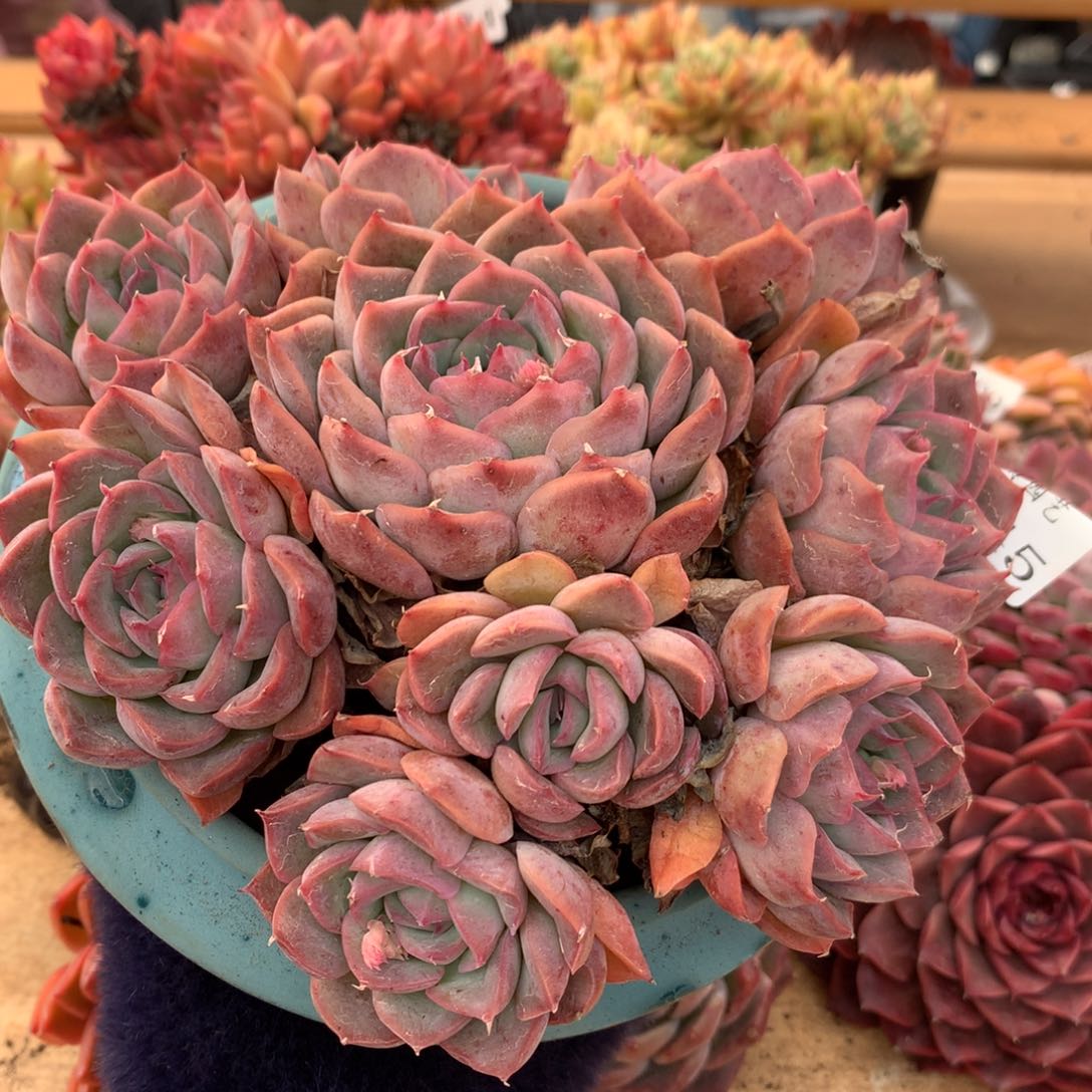 6445新年快乐发发发