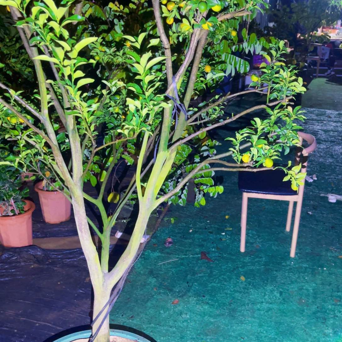 无花朵果树467655