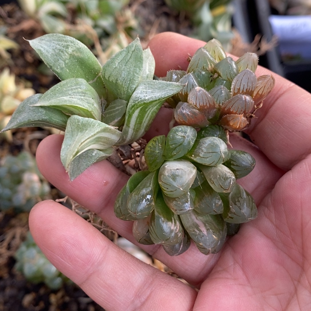 钰***1834 三颗一起 福利。 