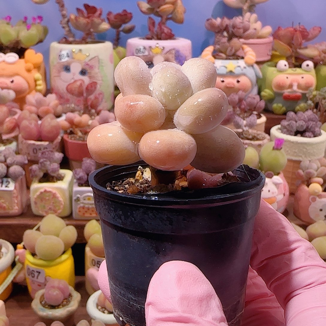 蛋黄奶    盆口3cm