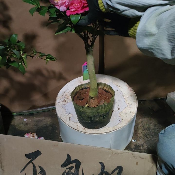 224不知名，原盆原土发货，不包邮