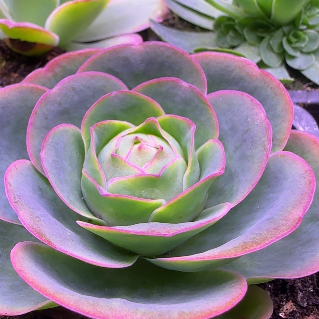 紫色大包心7厘米老庄玫瑰1243646