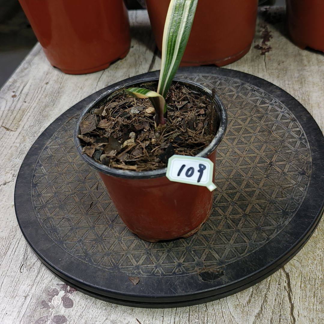 完全开放君子兰默认109