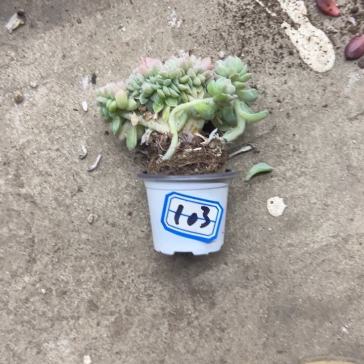 西***心一物一拍脑炎美人多肉103