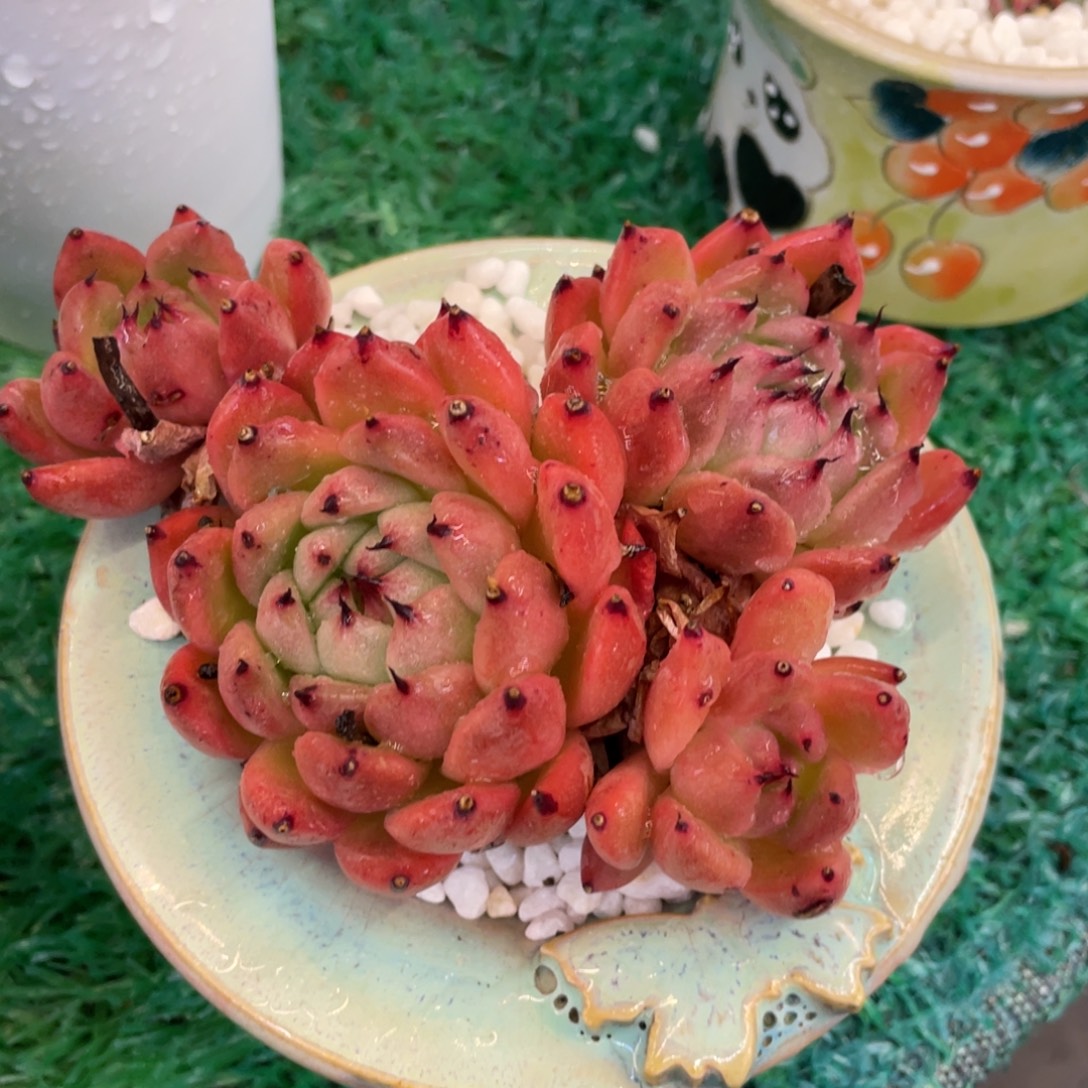 /***）多肉植物盆栽多肉