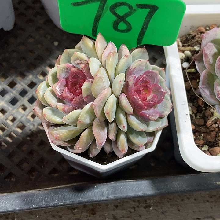 多肉植物糖果珍妮787多肉