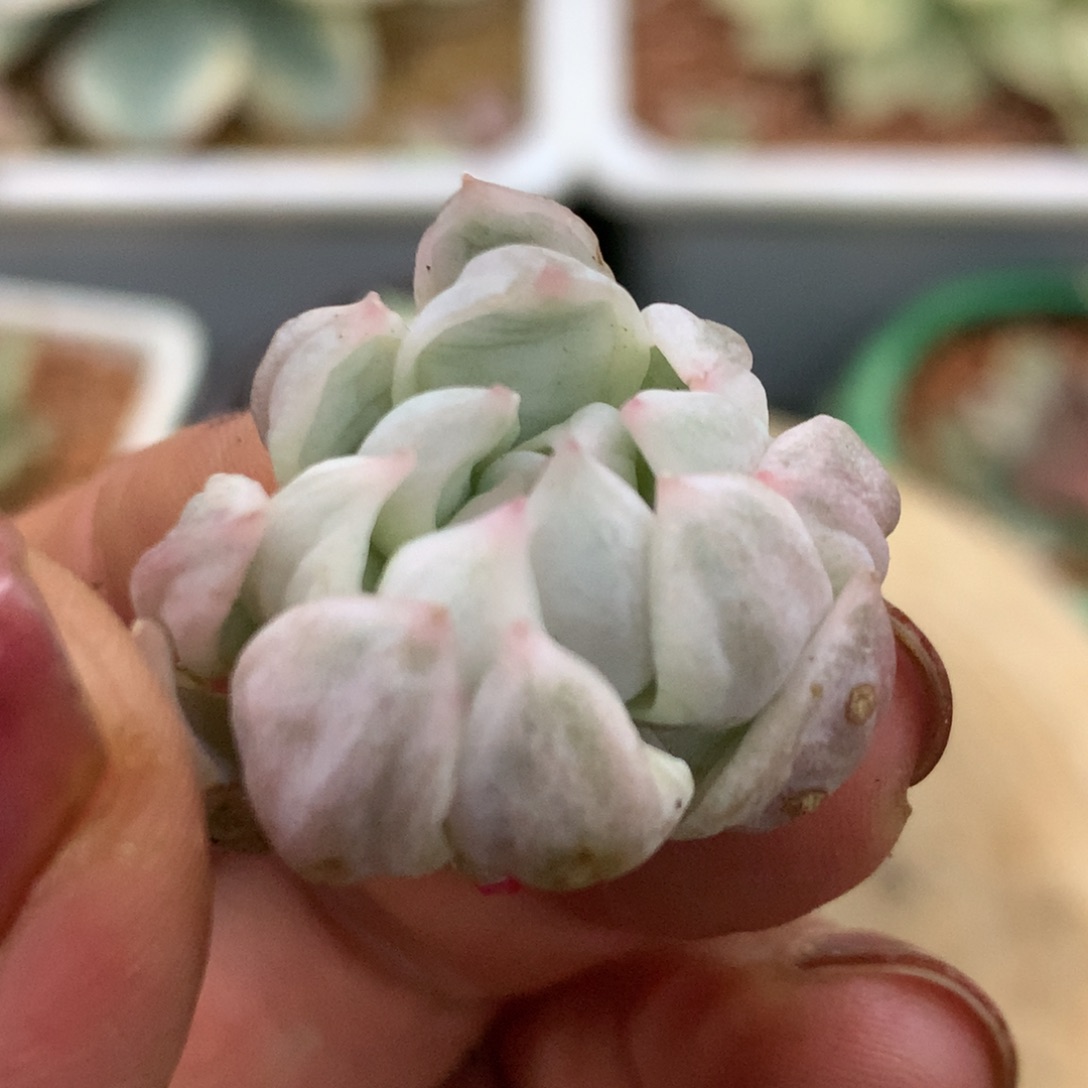 牡丹冰侧牙姐姐姐姐了