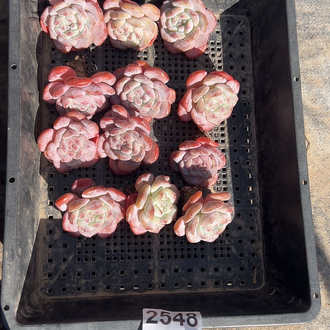 2548，12个单头星影粗腿脱土发货