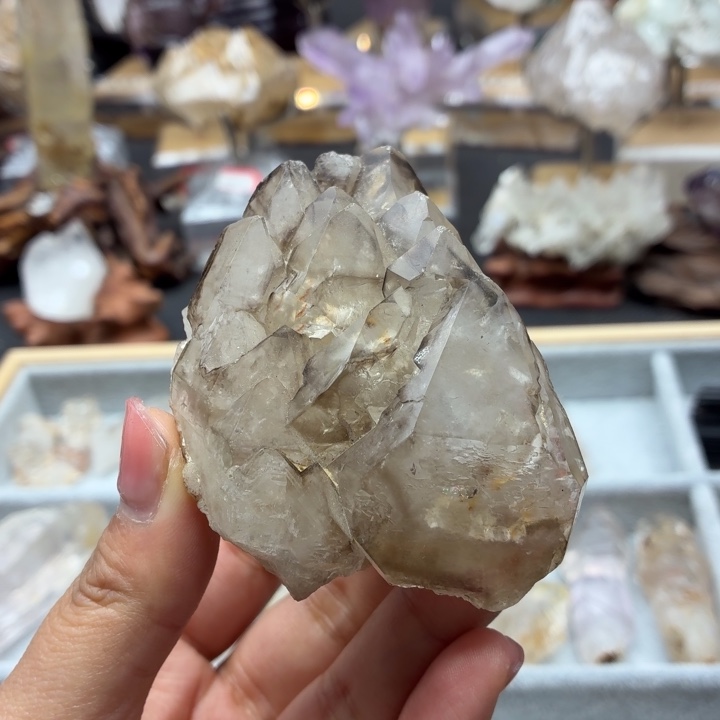 有机玻璃巴西骸骨