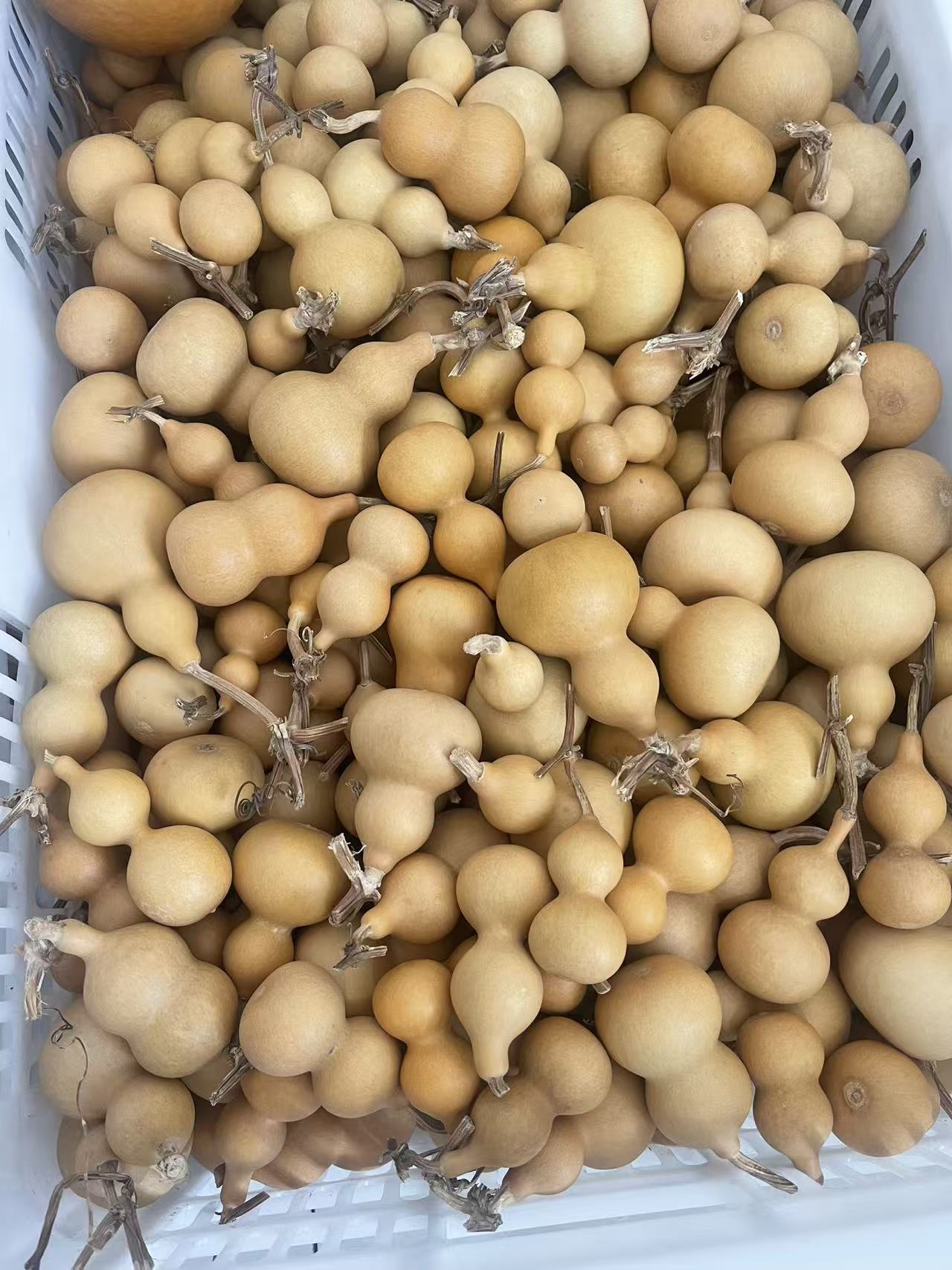 通货小葫芦4-7厘米（不退不换，完美主义勿拍！！！）