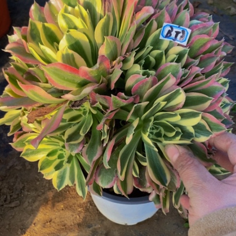 白凤多肉植物58多肉