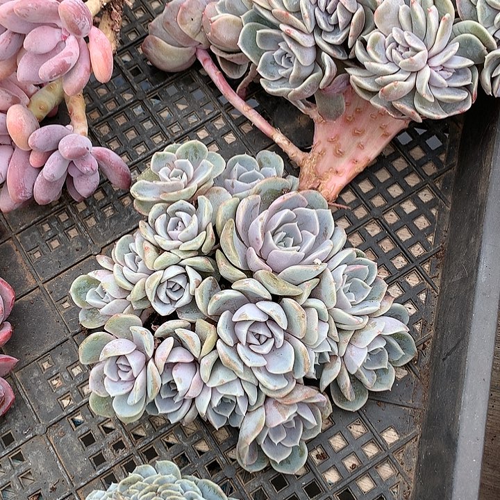 汉堡11111222222222