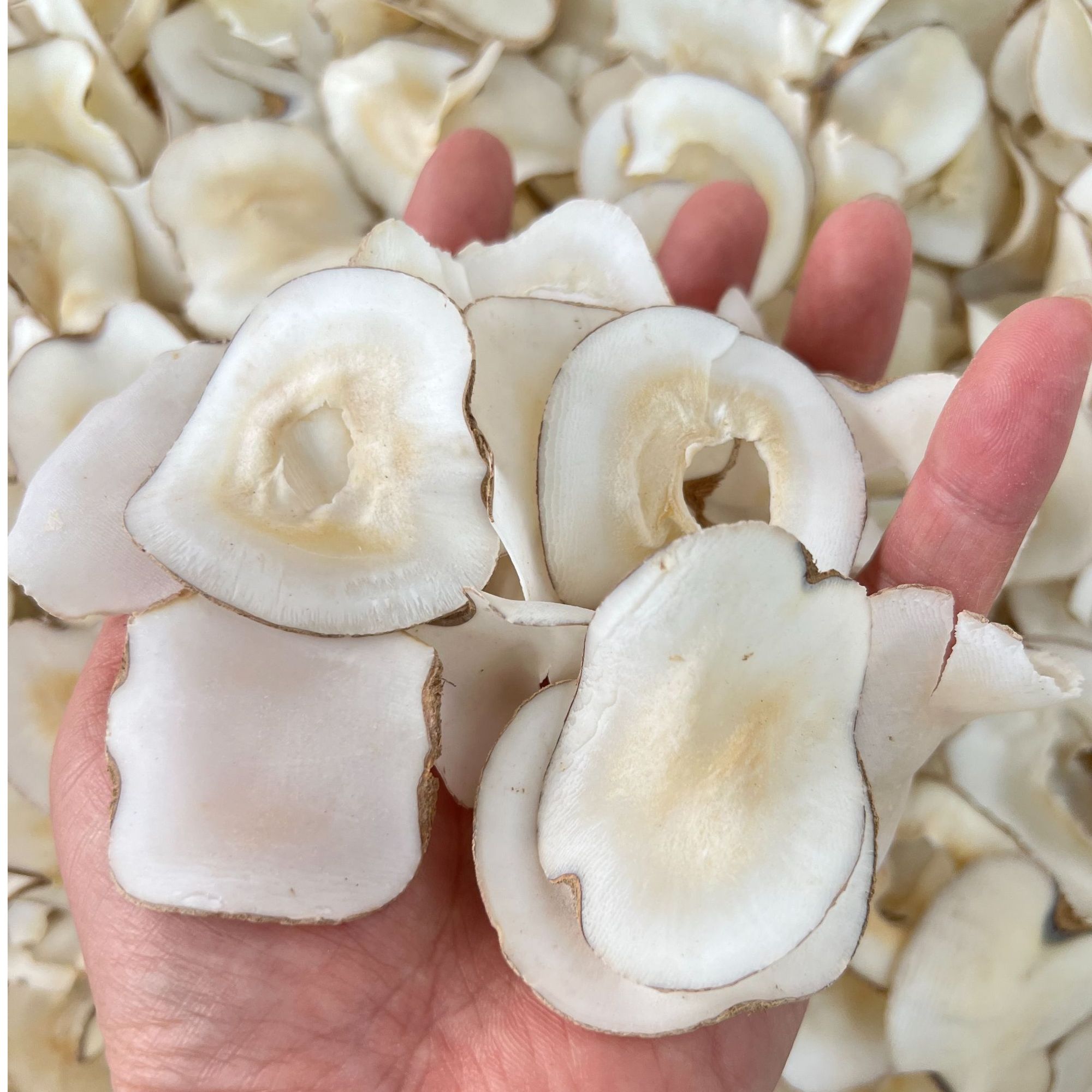 海底椰干250g自然原色浓香清甜适合广东煲汤