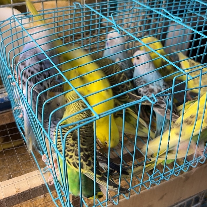 玉***）虎皮鹦鹉虎皮鹦鹉14只