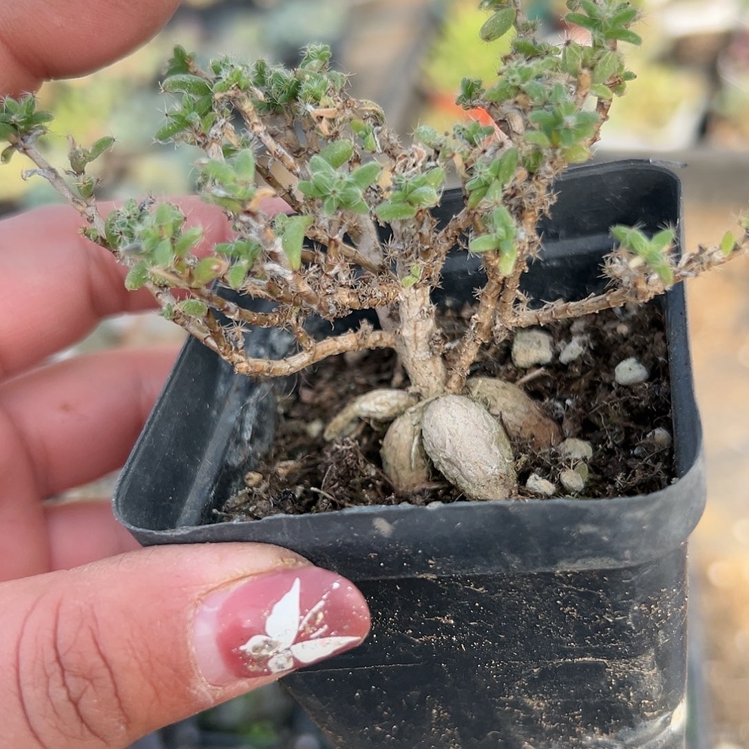 多肉植物姬红小松