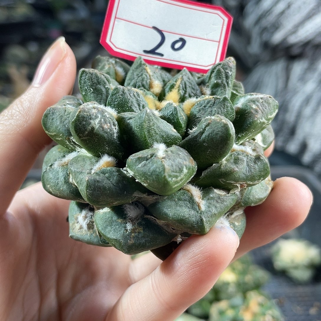 25日20号自根短尤龙角龟6