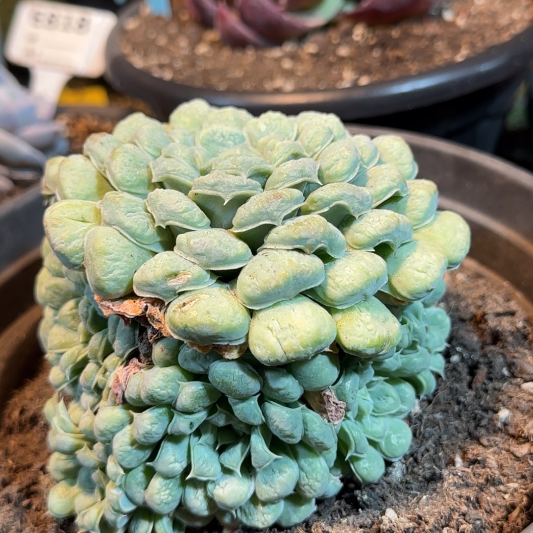 瘤系手捧一物一拍包装收缩花旱