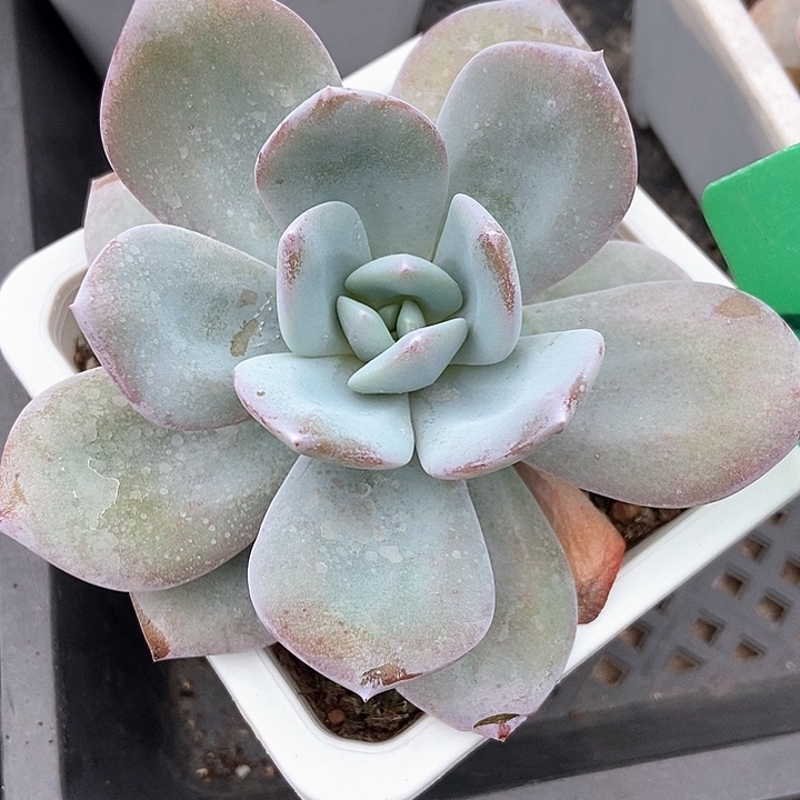多肉植物韩版奶茶6多肉