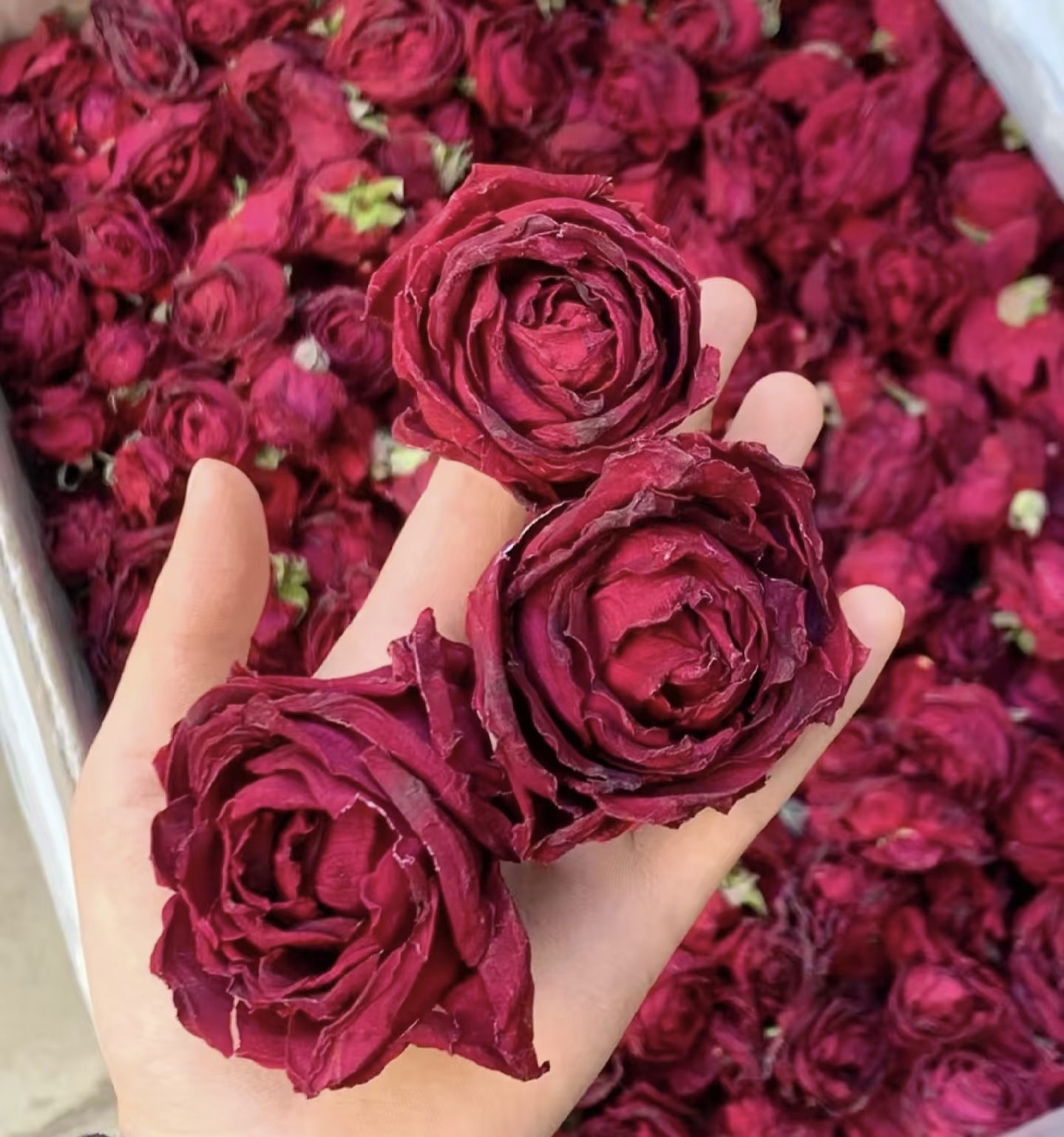 云南冻干墨红玫瑰玫瑰花重瓣无硫熏大朵头茬玫瑰花