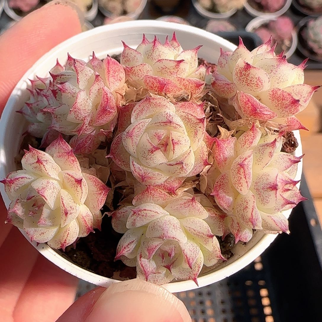 多肉1211-102小魔仙