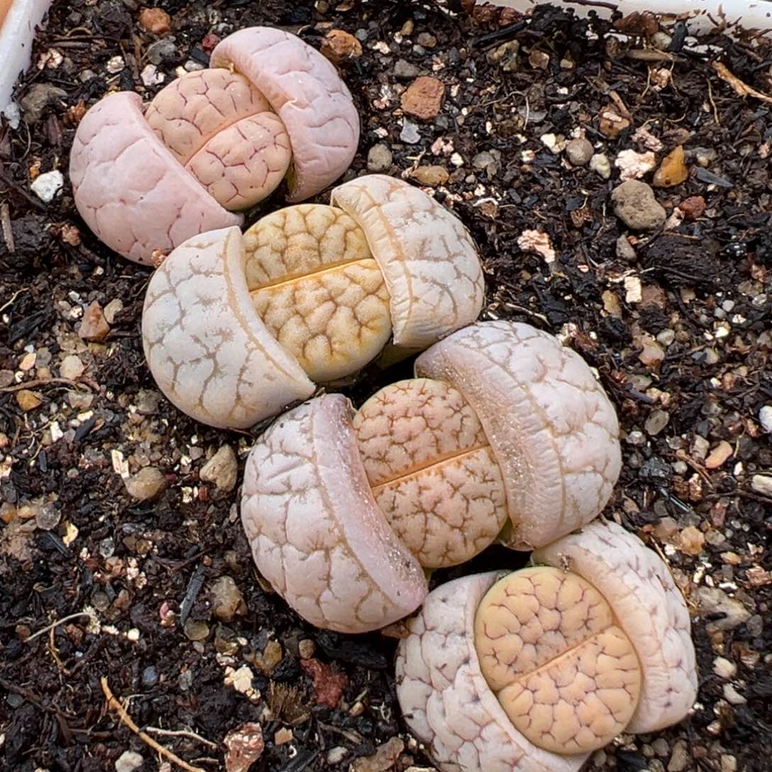 1.12好看的多肉616