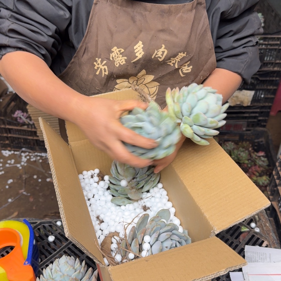 洋***伽胖美人砍头 不包损8681