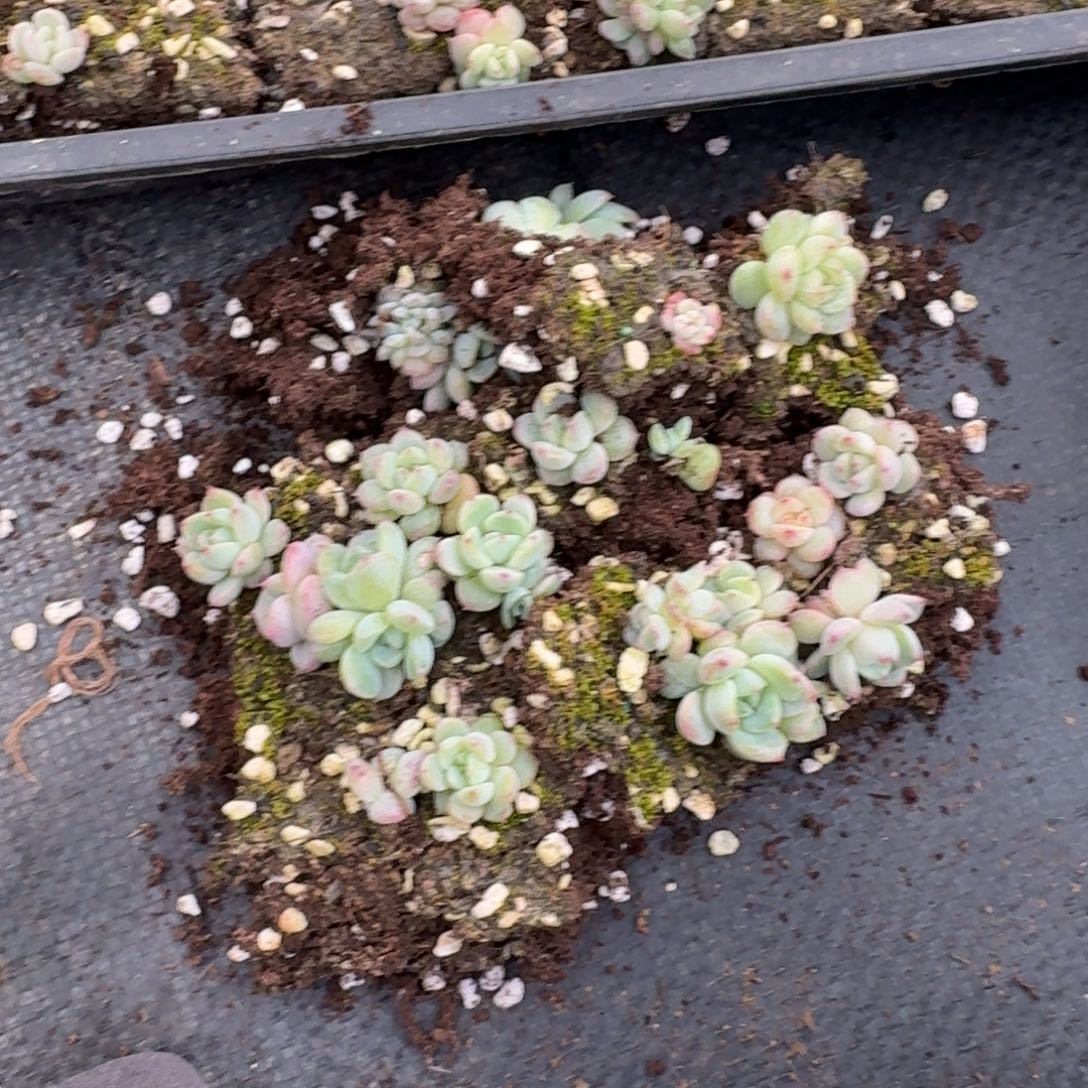 28-22编号珍妮切糕苗子（20颗左右）量拍靠标箱