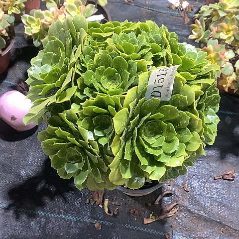 1515路羊绒多肉法师