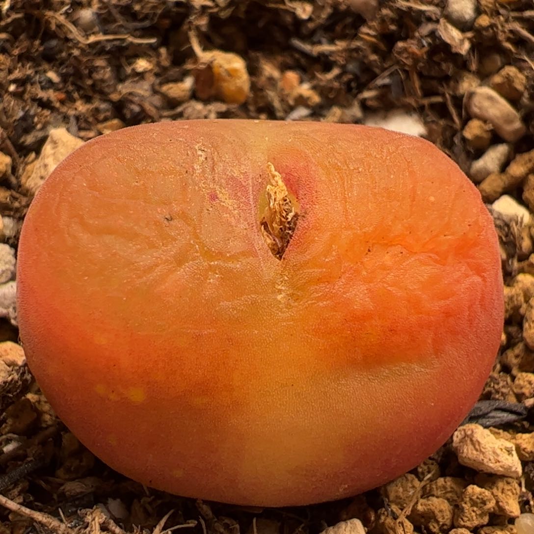 水蜜桃多肉植物百科