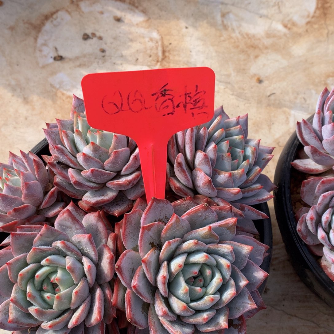 粉蓝鸟727273737373@