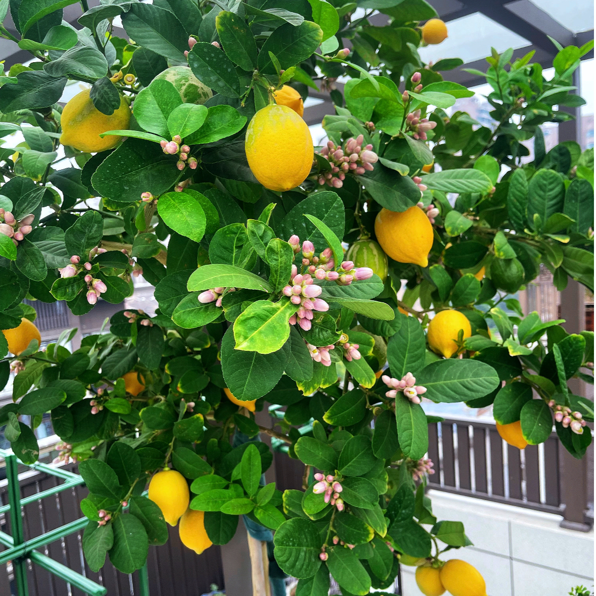 香水柠檬树盆栽室内室外种植四季开花结果清香水果绿植