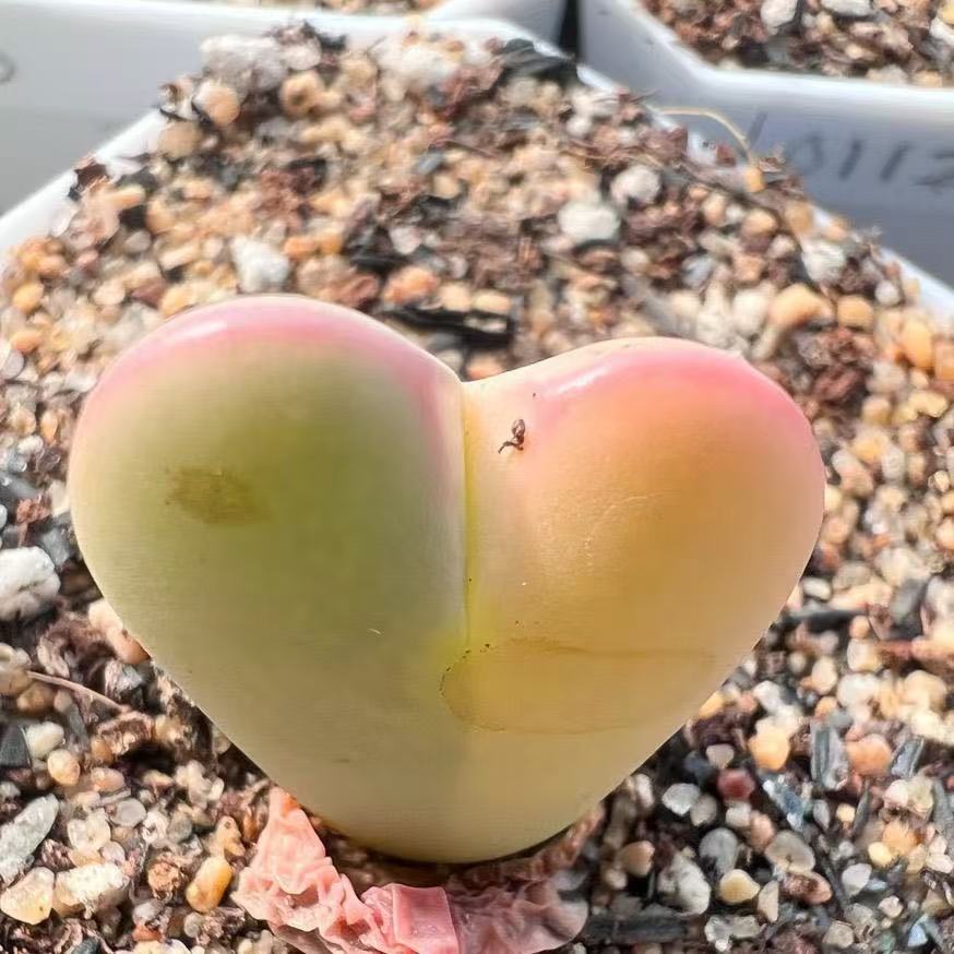 多肉植物 番杏科 肉锥 生石花   阳台植物 可爱萌物专拍链接